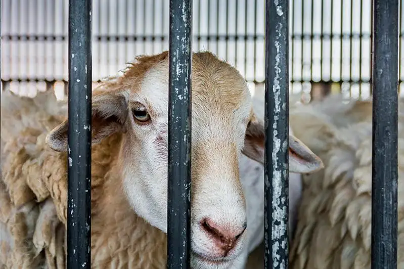 Усилить ответственность за кражу скота предлагают в Генпрокуратуре РК