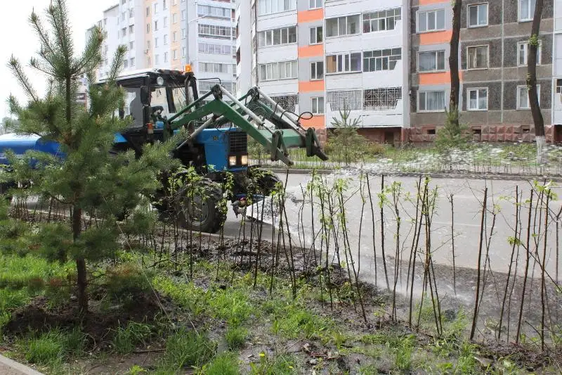 Барбарис и рябины высадят на улицах Петропавловска