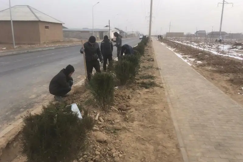 Жители Келесского района высадили в Туркестане более 8 тысяч деревьев