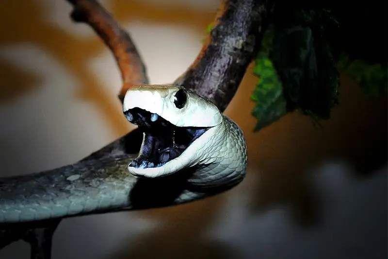 Алматинский зоопарк впервые отмечает Всемирный день змей