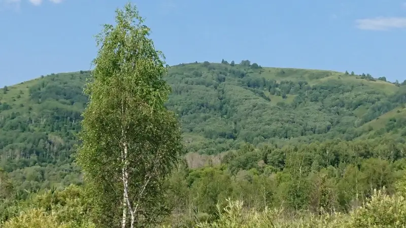 Новый лес появится в Павлодарской области