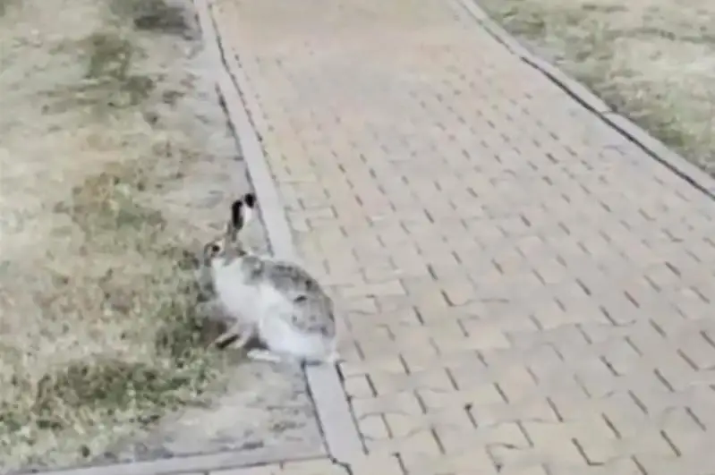 Зайца сняли на видео возле Дома министерств в столице