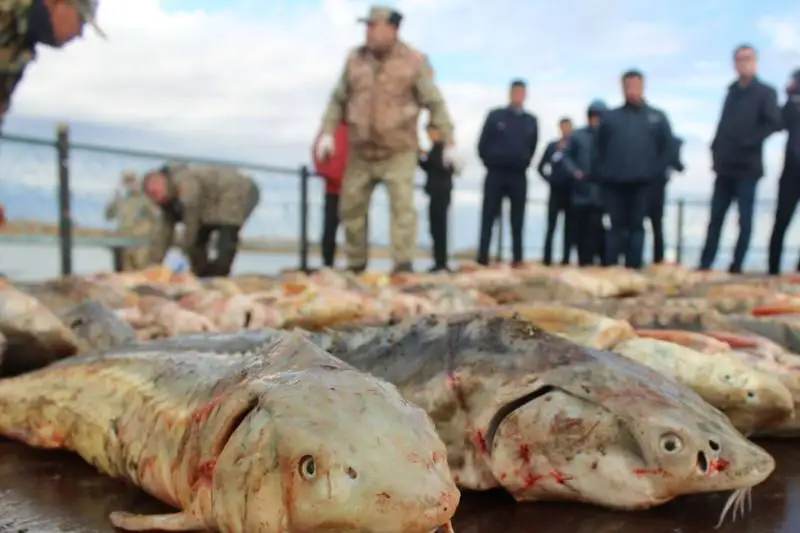 В Атырау инспекторов рыбоохраны задержали с тушами осетров