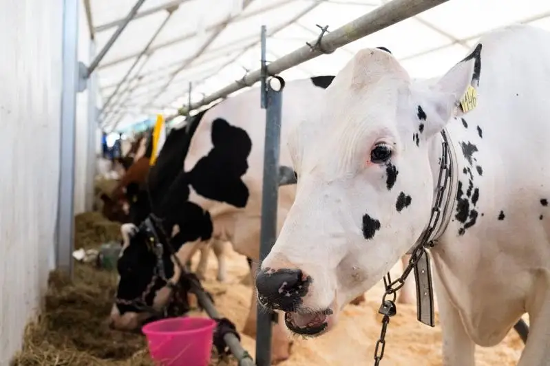 В Казахстане могут ввести запрет на вывоз скота за рубеж