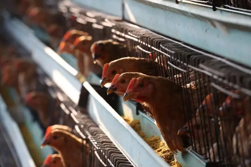 Птичий грипп: падеж птицы снижается в Казахстане