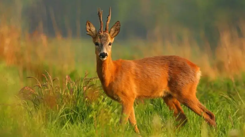 Тушу косули обнаружили в салоне авто полицейские Темиртау