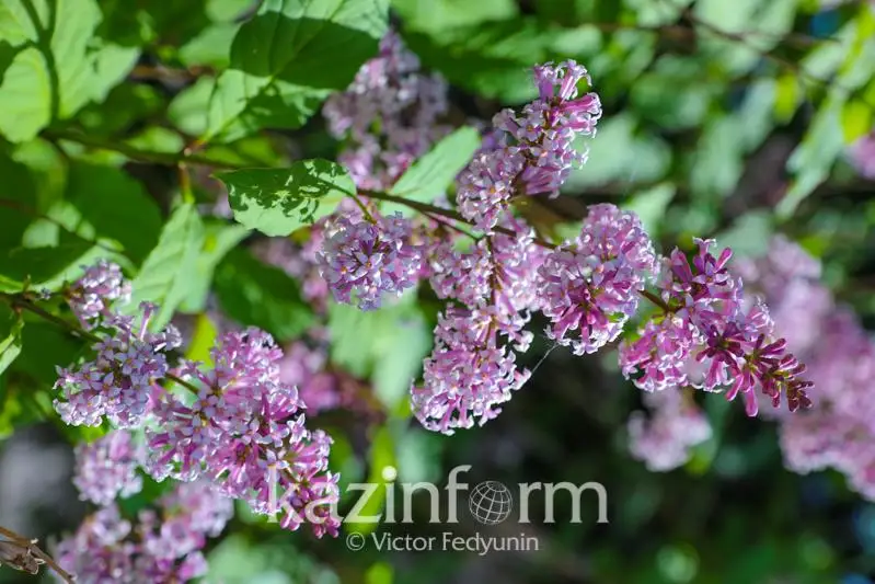 Какая погода будет в июне в Казахстане