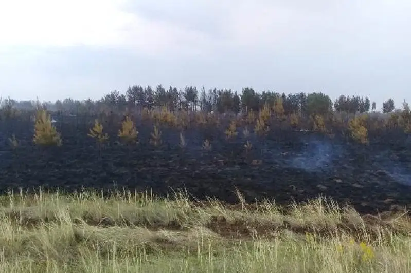Пожар в природном резервате «Ертіс орманы» потушен