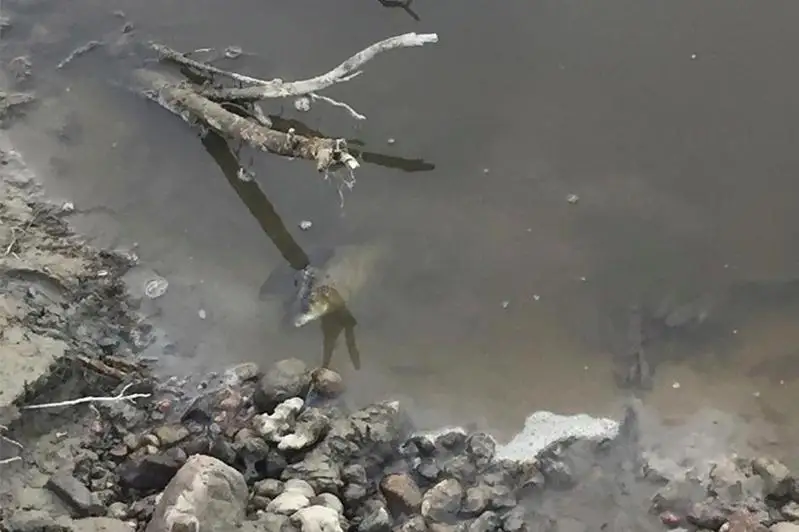 Гибель рыбы в почерневшей реке зафиксировали в Алматинской области