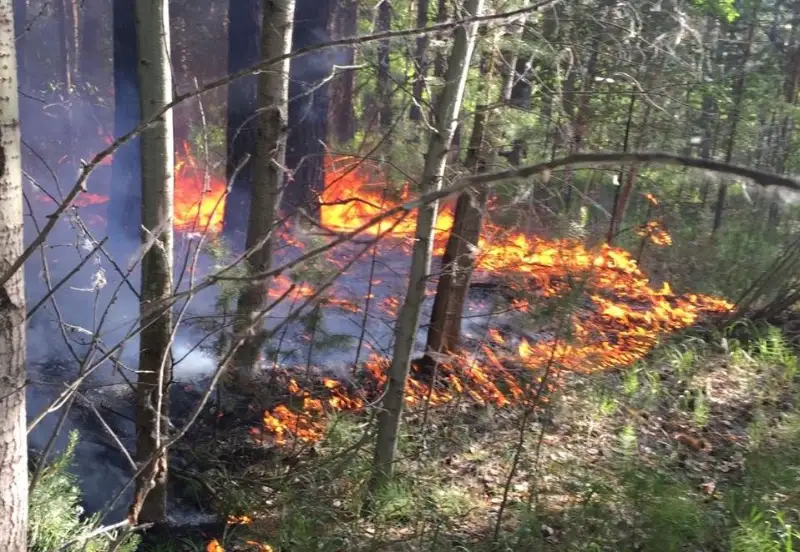 Лесной пожар произошел в ВКО