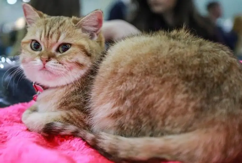 Подтвержден случай заражения кошки коронавирусом в Бельгии