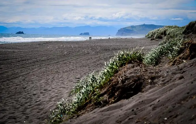 Массовая гибель морских животных произошла на Камчатке