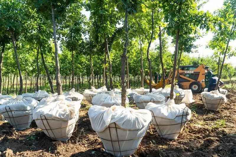 До 100 тысяч саженцев будут в год высаживать в Атырау