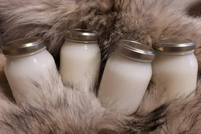 Полезен ли барсучий или медвежий жир при заболевании COVID-19