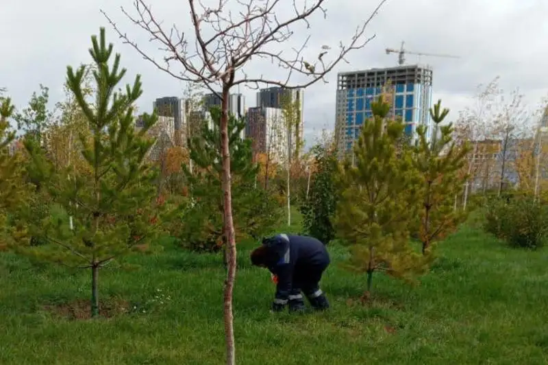 В столице приступили к травле грызунов