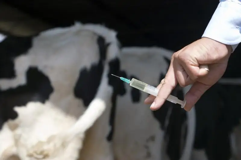 На 100% выполнено вакцинирование сельхозживотных от особо опасных болезней в Жамбылской области