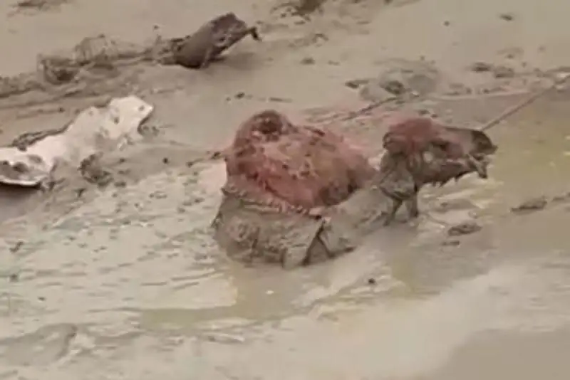 Тонущего верблюжонка спасли гвардейцы  в  Актау