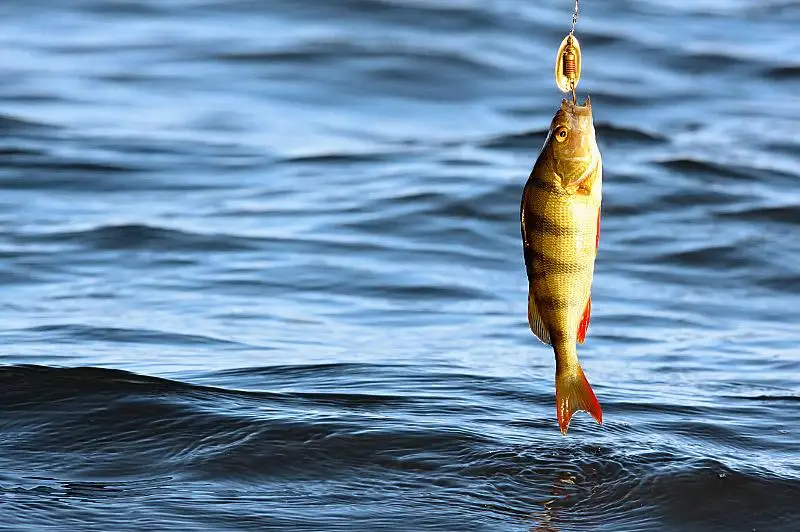 На 2,5 тысячи тонн рыбы больше поймали в Атырауской области