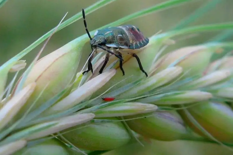 Распространение особо опасных организмов на 3,7 млн га ожидается в Казахстане