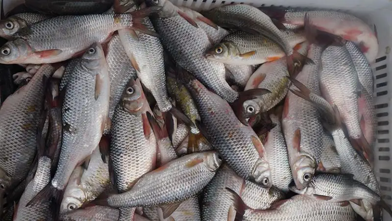 На границе с Россией задержано 20 тонн контрабандной воблы