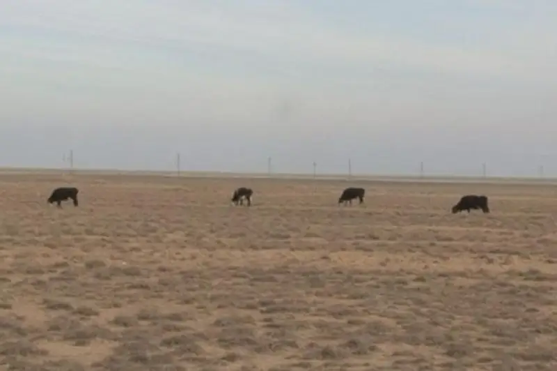 Группу скотокрадов задержали в Туркестанской области