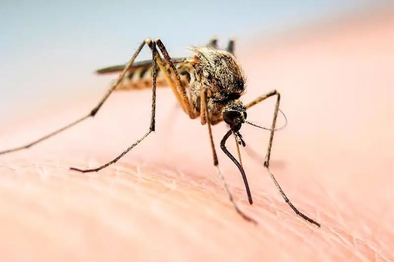 Комариное лето – почему левый берег столицы был атакован насекомыми