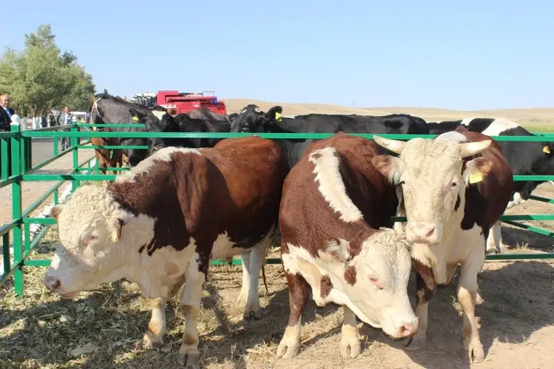 Пилотный проект по повышению доходов сельчан важен для развития региона - Бердибек Сапарбаев