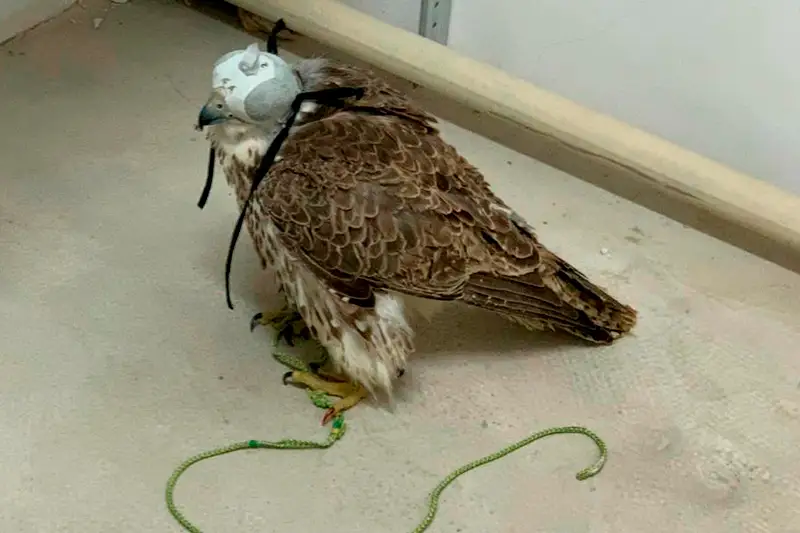 Канал незаконного вывоза соколов-балобанов пресечен КНБ