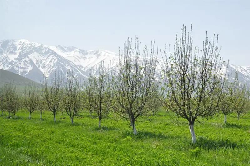 Площадь яблоневых садов увеличат на 100 га в Тюлькубасском районе Туркестанской области