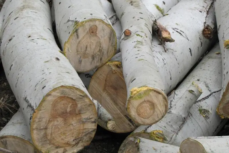 Сельчанин вырубил 33 тополя на особо охраняемой территории в Павлодарской области