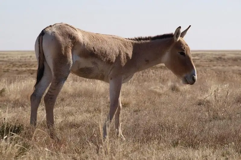 Поголовье куланов в Казахстане превысило 4000 особей