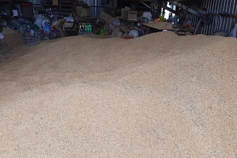 Два случая хищения зерна произошли за сутки в ВКО