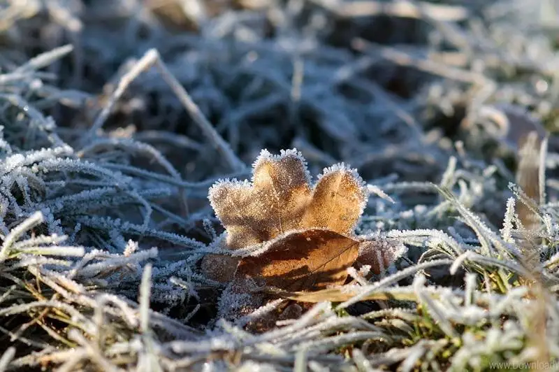 Заморозки ожидаются 25-26 сентября в Нур-Султане