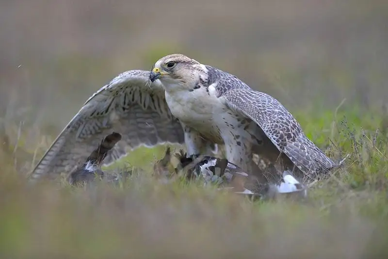 Cокол балобан выбран Птицей года-2020 в Казахстане