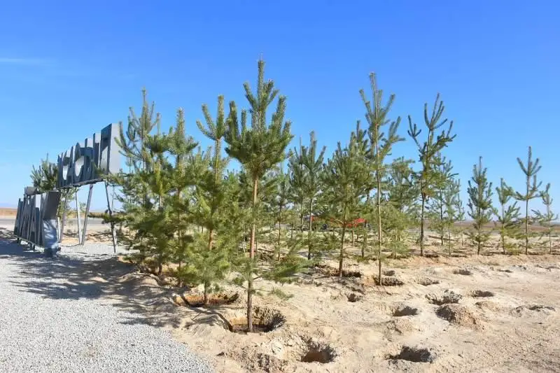 Продолжаются работы по формированию «зелёного пояса» вокруг Туркестана