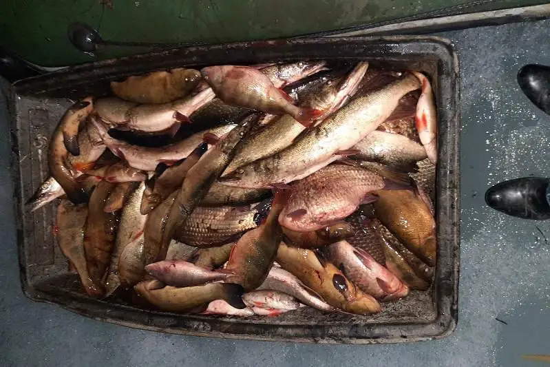 На миллион тенге незаконно наловили рыбу трое жителей ВКО