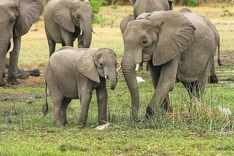 В Ботсване при загадочных обстоятельствах умерли более 350 слонов