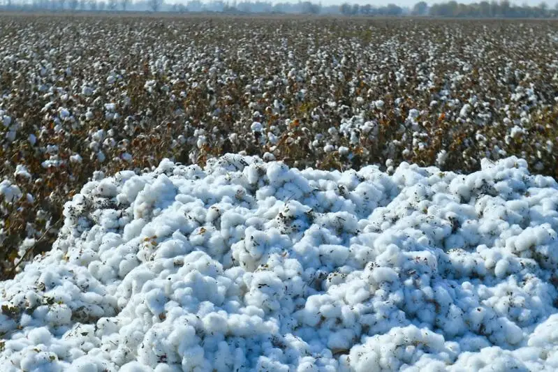 В Туркестанской области собрано 90% хлопка