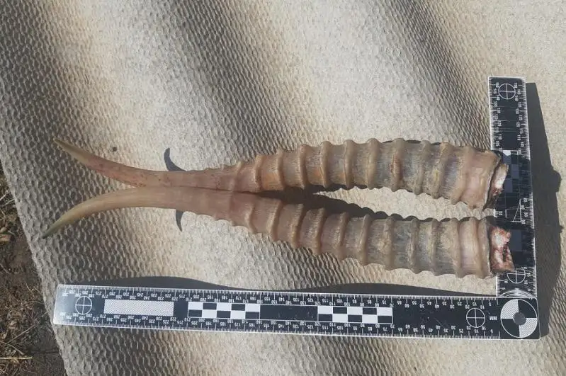 Сайгака сбил на мотоцикле браконьер  в Атырауской области