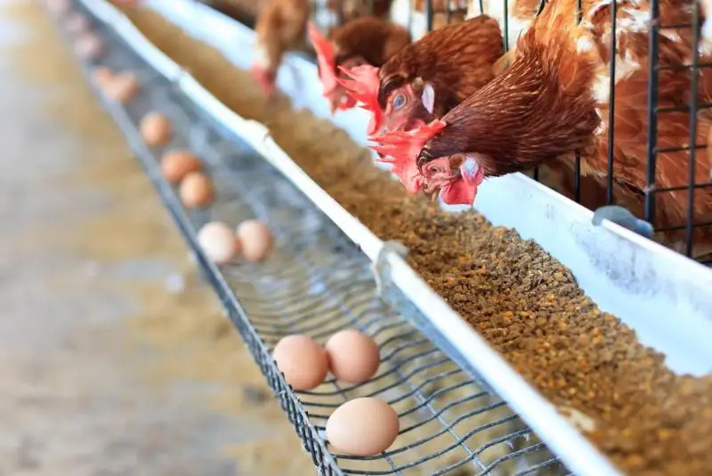 Увеличить долю субсидирования птицеводства просят депутаты фракции КНПК