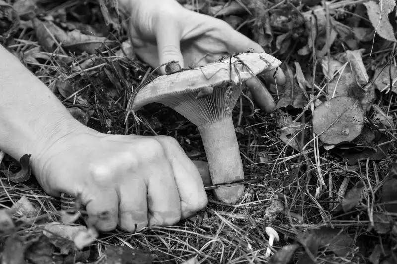 Жительница Рудного ушла по грибы и была убита