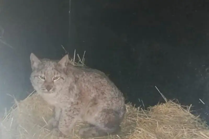 Волк убил рысь в биоцентре Семея