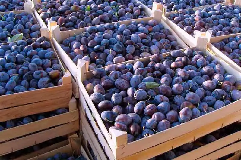 Казахстан усиливает ветеринарный и фитосанитарный контроль на приграничных территориях