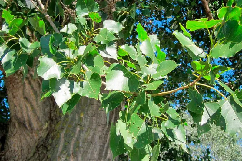 С помощью тополей хотят предупредить крен домов в Алматы