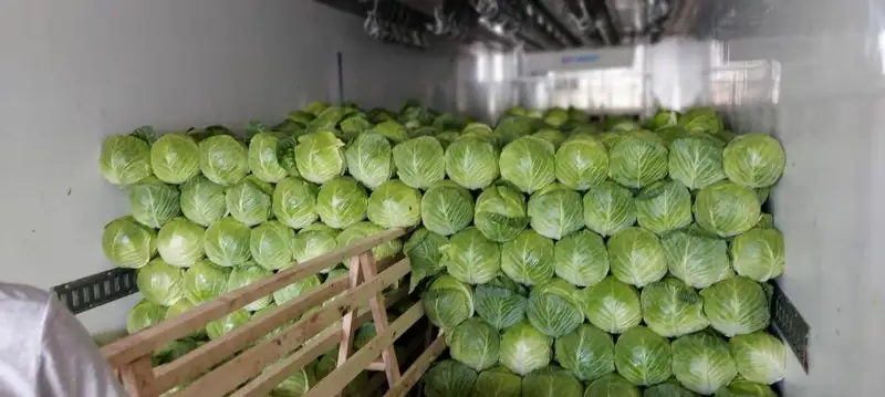 500 тонн туркестанской капусты отправлены в Беларусь