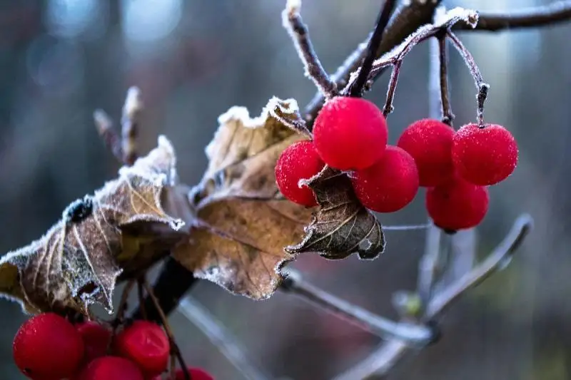 Ветер, заморозки и туман ожидаются в трех регионах Казахстана