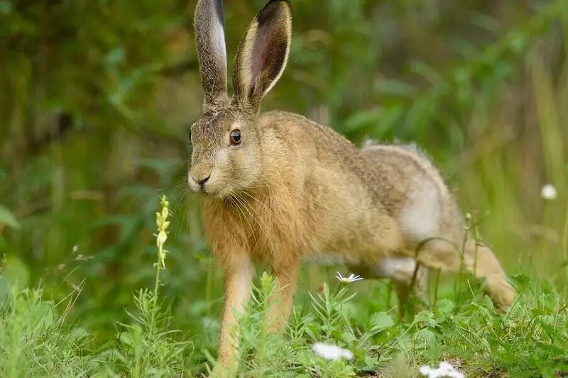Трое жителей Туркестанской области устроили незаконную охоту на зайцев