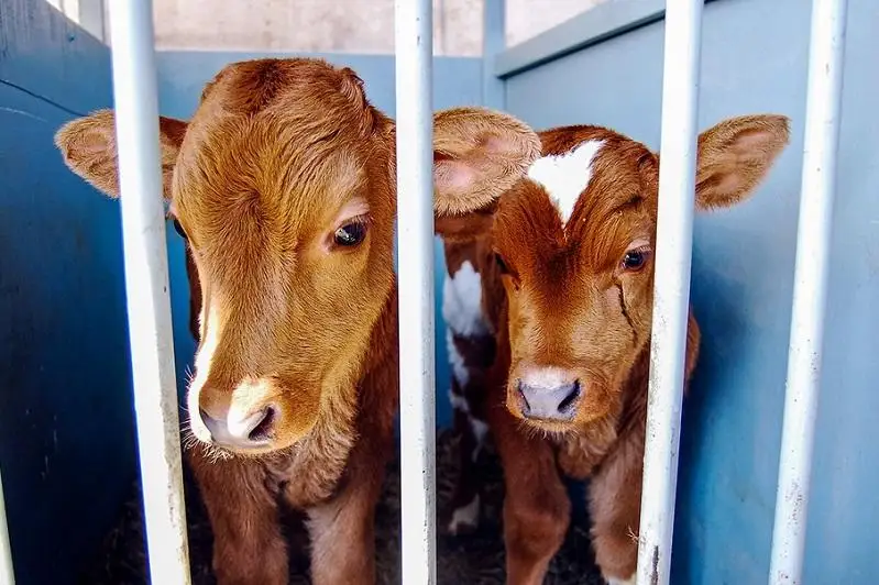 6 крупных преступных групп скотокрадов задержали в Акмолинской области