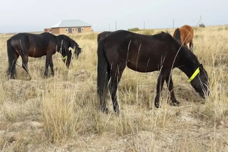 Светоотражающие ошейники наденут на коров в Туркестанской области