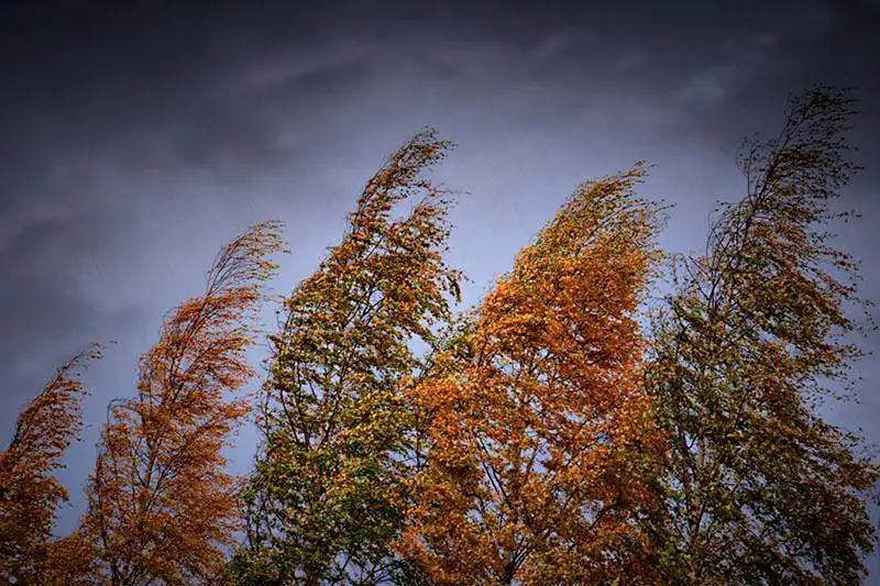 Сильный ветер ожидается в четырех областях Казахстана